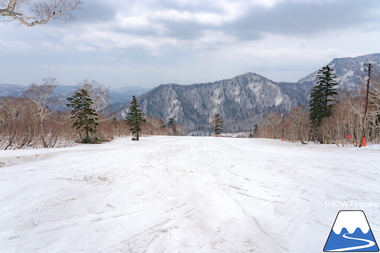 札幌国際スキー場｜2023・ゴールデンウィークがスタート！心配された雪ですが…。大丈夫、ちゃんと残ってくれました(^_-)-☆